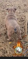 Saint , a male American Bully for sale in Spring Hill, FL – Photo 5 of 10