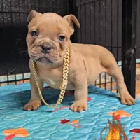 Saint , a male American Bully for sale in Spring Hill, FL – Photo 6 of 10