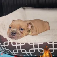 Saint , a male American Bully for sale in Spring Hill, FL – Photo 8 of 10