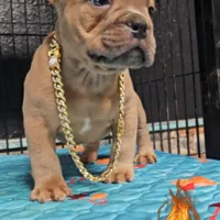 Saint , a male American Bully for sale in Spring Hill, FL – Photo 10 of 10