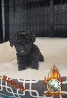Shadow, a female Yorkipoo for sale in Spring Hill, FL – 3 of 6