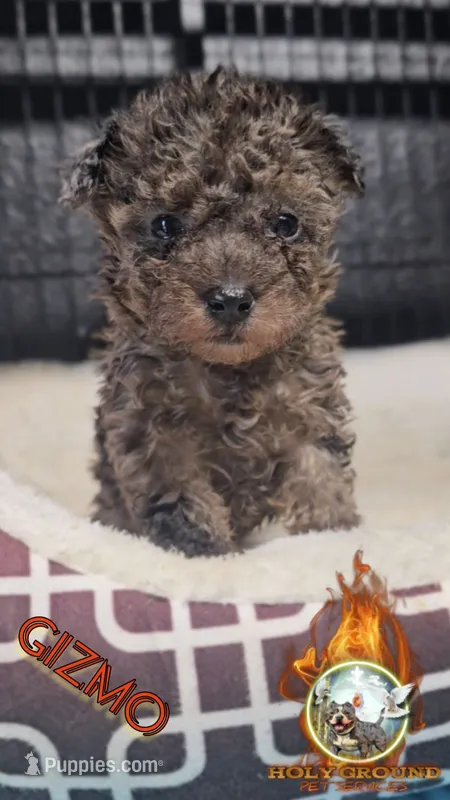 Gizmo – Yorkipoo puppy for sale in Spring Hill, FL