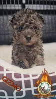 Gizmo, a male Yorkipoo for sale in Spring Hill, FL – 1 of 6