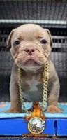 Skipper, a male American Bully for sale in Spring Hill, FL – 3 of 4