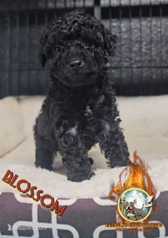 Blossom – Yorkipoo puppy for sale in Spring Hill, FL
