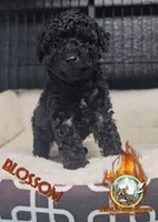 Blossom, a female Yorkipoo for sale in Spring Hill, FL – 1 of 6