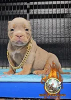 Miloe, a male American Bully for sale in Spring Hill, FL – 3 of 4