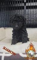 Shadow, a female Yorkipoo for sale in Spring Hill, FL – 1 of 6