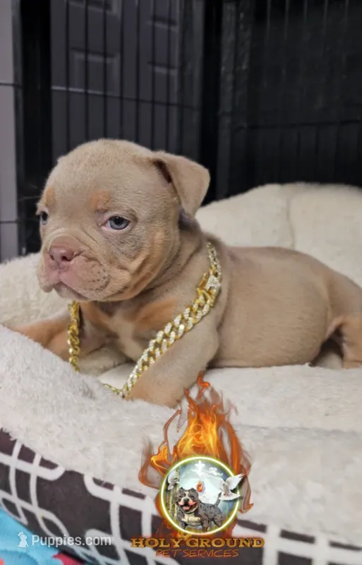 Skipper – American Bully puppy for sale in Spring Hill, FL