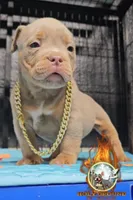 Miloe, a male American Bully for sale in Spring Hill, FL – 2 of 4