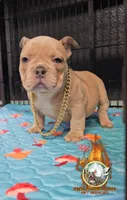 Amazing , a female American Bully for sale in Spring Hill, FL – Photo 5 of 5