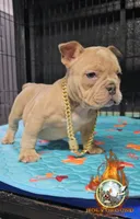 Amazing , a female American Bully for sale in Spring Hill, FL – Photo 4 of 5