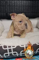 Amazing , a female American Bully for sale in Spring Hill, FL – Photo 1 of 5