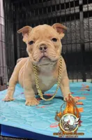 Amazing , a female American Bully for sale in Spring Hill, FL – Photo 3 of 5