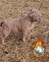 Saint , a male American Bully for sale in Spring Hill, FL – Photo 3 of 7