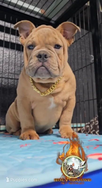 Saint  – American Bully puppy for sale in Spring Hill, FL