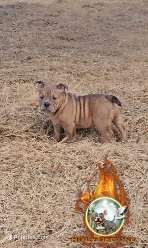 Saint  – American Bully puppy for sale in Spring Hill, FL