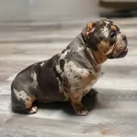 Saint , a male American Bully for sale in Spring Hill, FL – Photo 6 of 7