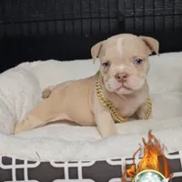 Squirt, a male American Bully for sale in Spring Hill, FL – Photo 8 of 10