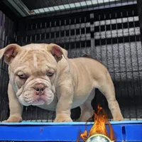 Squirt, a male American Bully for sale in Spring Hill, FL – Photo 2 of 10