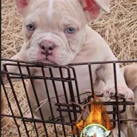 Squirt, a male American Bully for sale in Spring Hill, FL – Photo 7 of 10