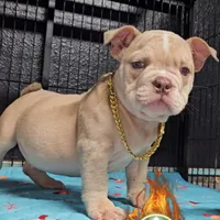 Squirt, a male American Bully for sale in Spring Hill, FL – Photo 4 of 10