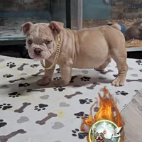 Squirt, a male American Bully for sale in Spring Hill, FL – Photo 5 of 10