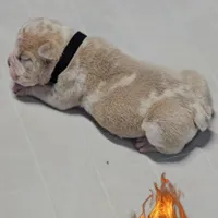 Squirt, a male American Bully for sale in Spring Hill, FL – Photo 10 of 10