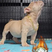 Squirt, a male American Bully for sale in Spring Hill, FL – Photo 6 of 10