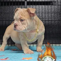 Squirt, a male American Bully for sale in Spring Hill, FL – Photo 3 of 10