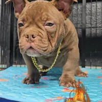 Reese, a male American Bully for sale in Spring Hill, FL – Photo 5 of 5