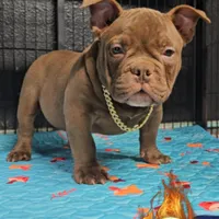 Reese, a male American Bully for sale in Spring Hill, FL – Photo 1 of 5