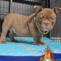 Reese, a male American Bully for sale in Spring Hill, FL – Photo 3 of 5