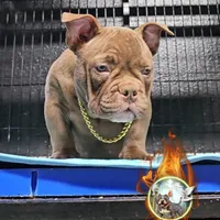 Reese, a male American Bully for sale in Spring Hill, FL – Photo 4 of 5