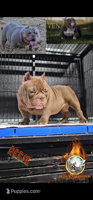 Reese – American Bully puppy for sale in Spring Hill, FL