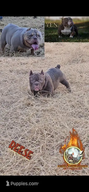 Reese – American Bully puppy for sale in Spring Hill, FL