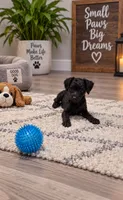 Blossom, a female Yorkipoo for sale in Spring Hill, FL – 2 of 9