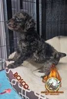 Rosco, a male Yorkipoo for sale in Spring Hill, FL – 3 of 6