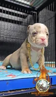 Prince, a male American Bully for sale in Spring Hill, FL – 2 of 4