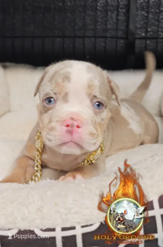 Prince – American Bully puppy for sale in Spring Hill, FL