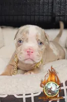 Prince, a male American Bully for sale in Spring Hill, FL – 1 of 4