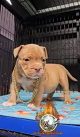 Leo, a male American Bully for sale in Spring Hill, FL – 2 of 4
