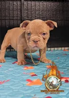 Oscar , a male American Bully for sale in Spring Hill, FL – Photo 7 of 8