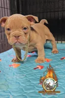 Oscar , a male American Bully for sale in Spring Hill, FL – Photo 8 of 8