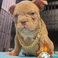 Oscar , a male American Bully for sale in Spring Hill, FL – Photo 4 of 9