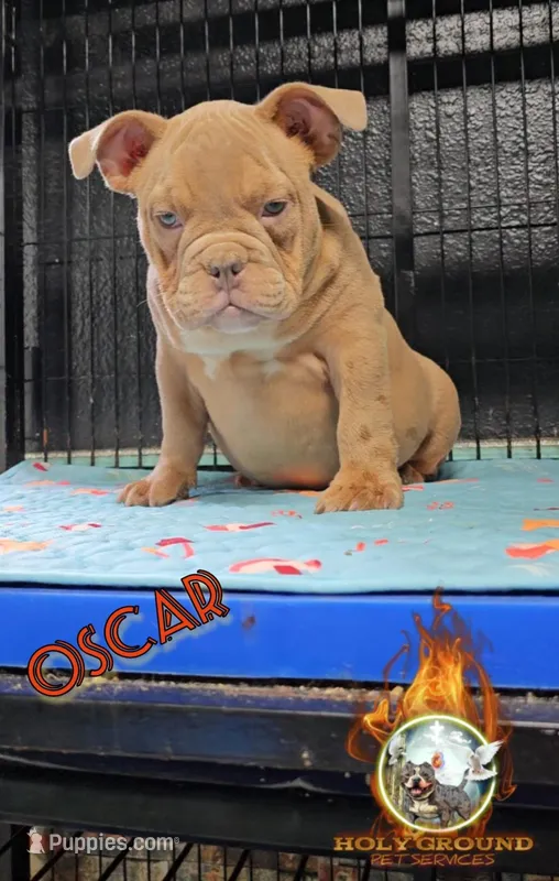 Oscar  – American Bully puppy for sale in Spring Hill, FL