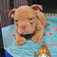 Oscar , a male American Bully for sale in Spring Hill, FL – Photo 8 of 9