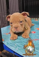 Oscar , a male American Bully for sale in Spring Hill, FL – Photo 6 of 8