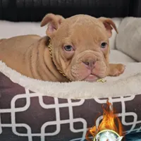 Oscar , a male American Bully for sale in Spring Hill, FL – Photo 5 of 9