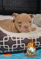 Oscar , a male American Bully for sale in Spring Hill, FL – Photo 2 of 8